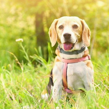 Hoogland Dierekliniek