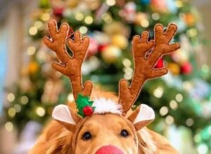 Dec 2024 newsletter