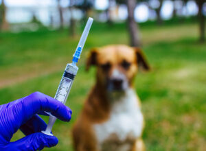 Vaccination homeless, stray animals from rabies and diseases. Virus protection. Medicine, pet, animals health care. Vaccine injection to dog